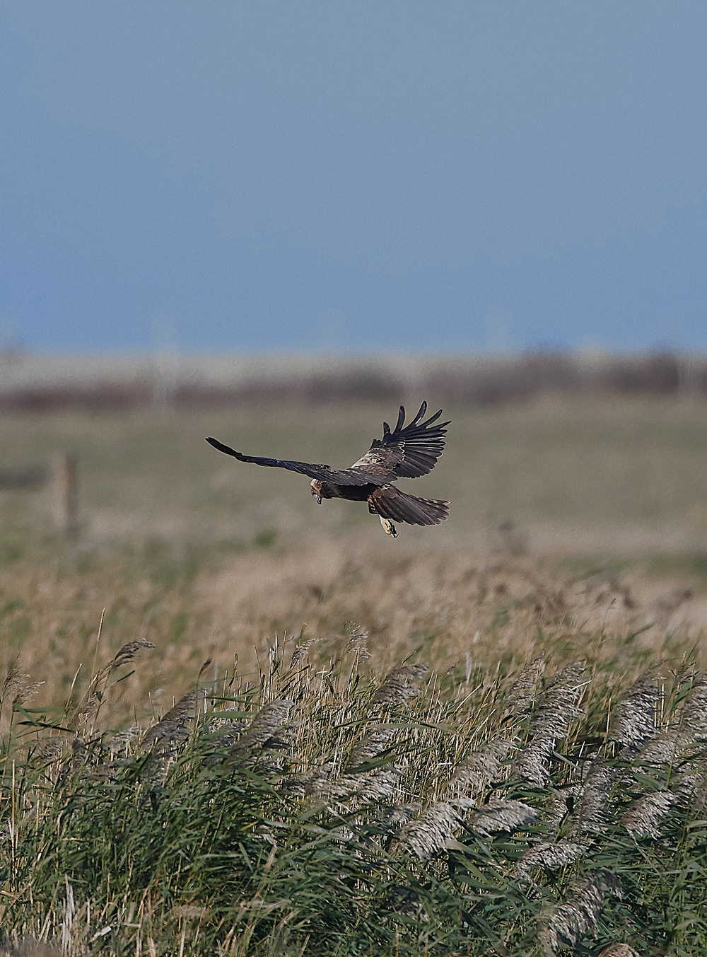 CleyMarshHarrier241018-4