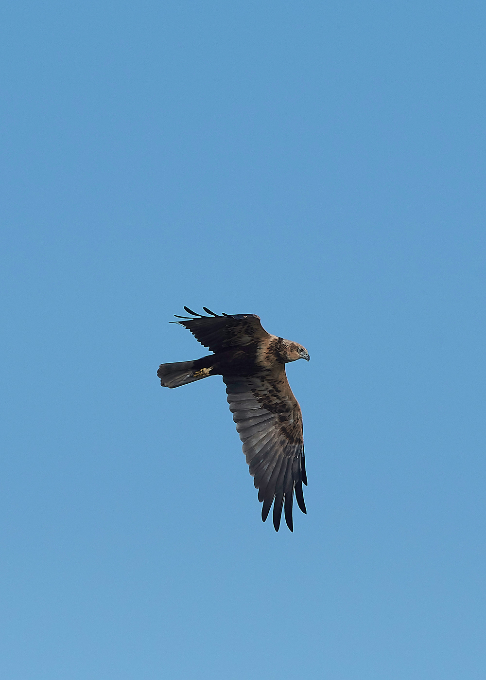 CleyMarshHarrier241018-7