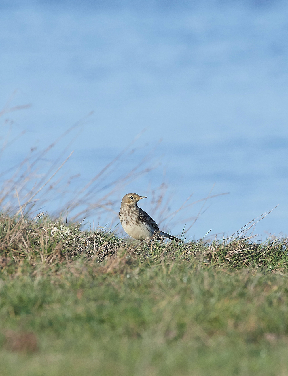 CleyPipit231018-1