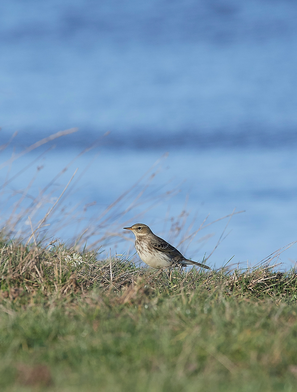 CleyPipit231018-2