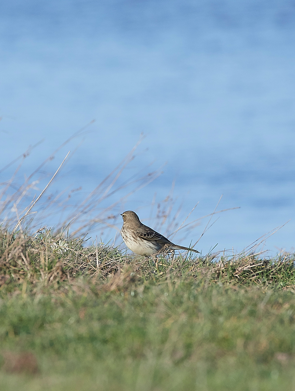 CleyPipit231018-3