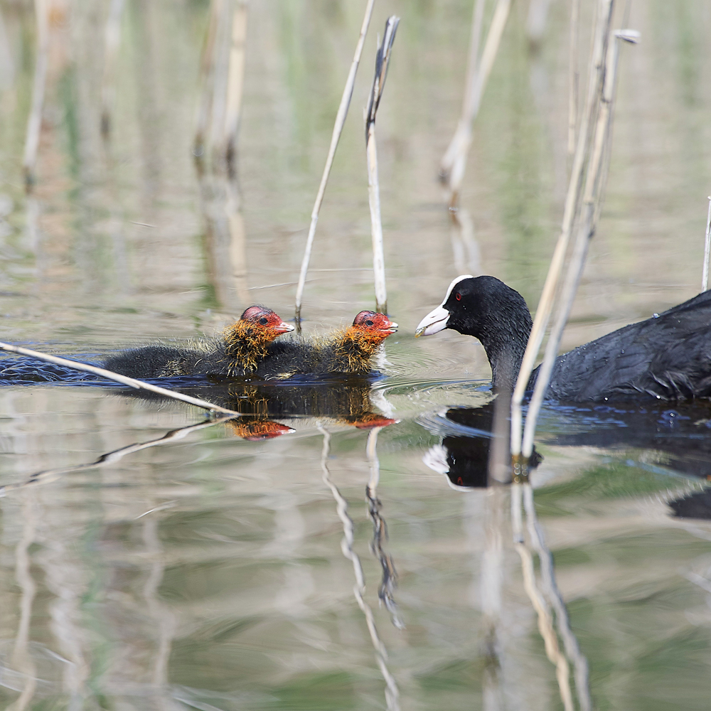 Coot070518-10S