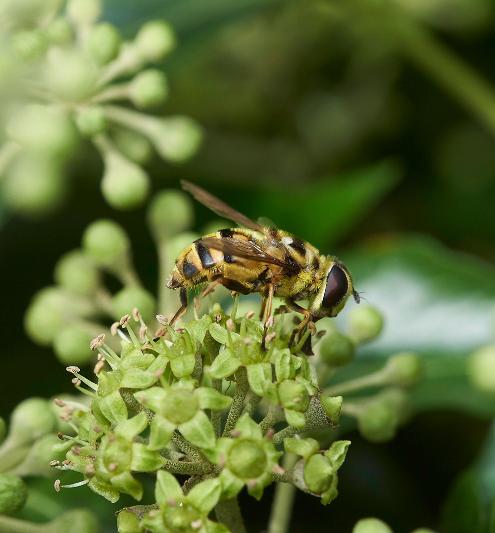 HanworthHoverfly220918-1