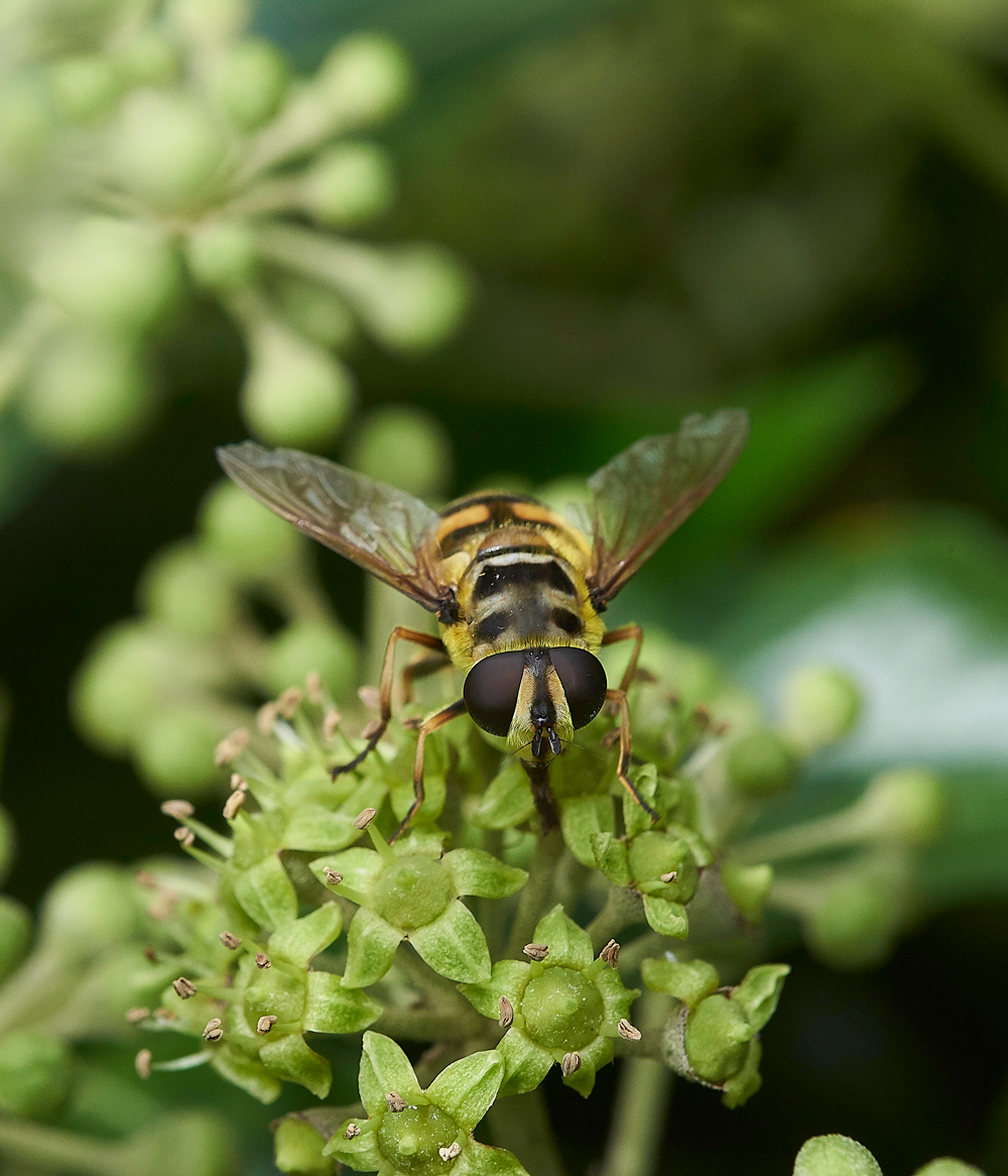 HanworthHoverfly220918-3