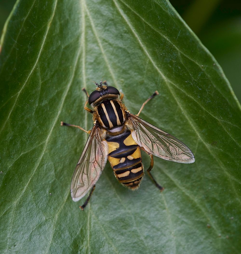 HanworthHoverfly2220918-1