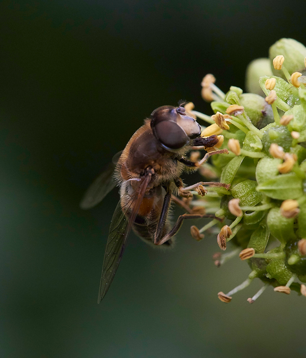 HanworthHoverfly4220918-1