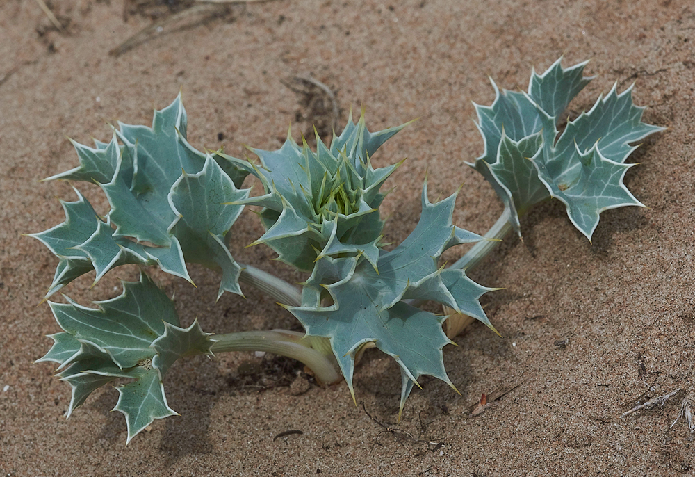 HawsSandscaleSeaHolly300518-2