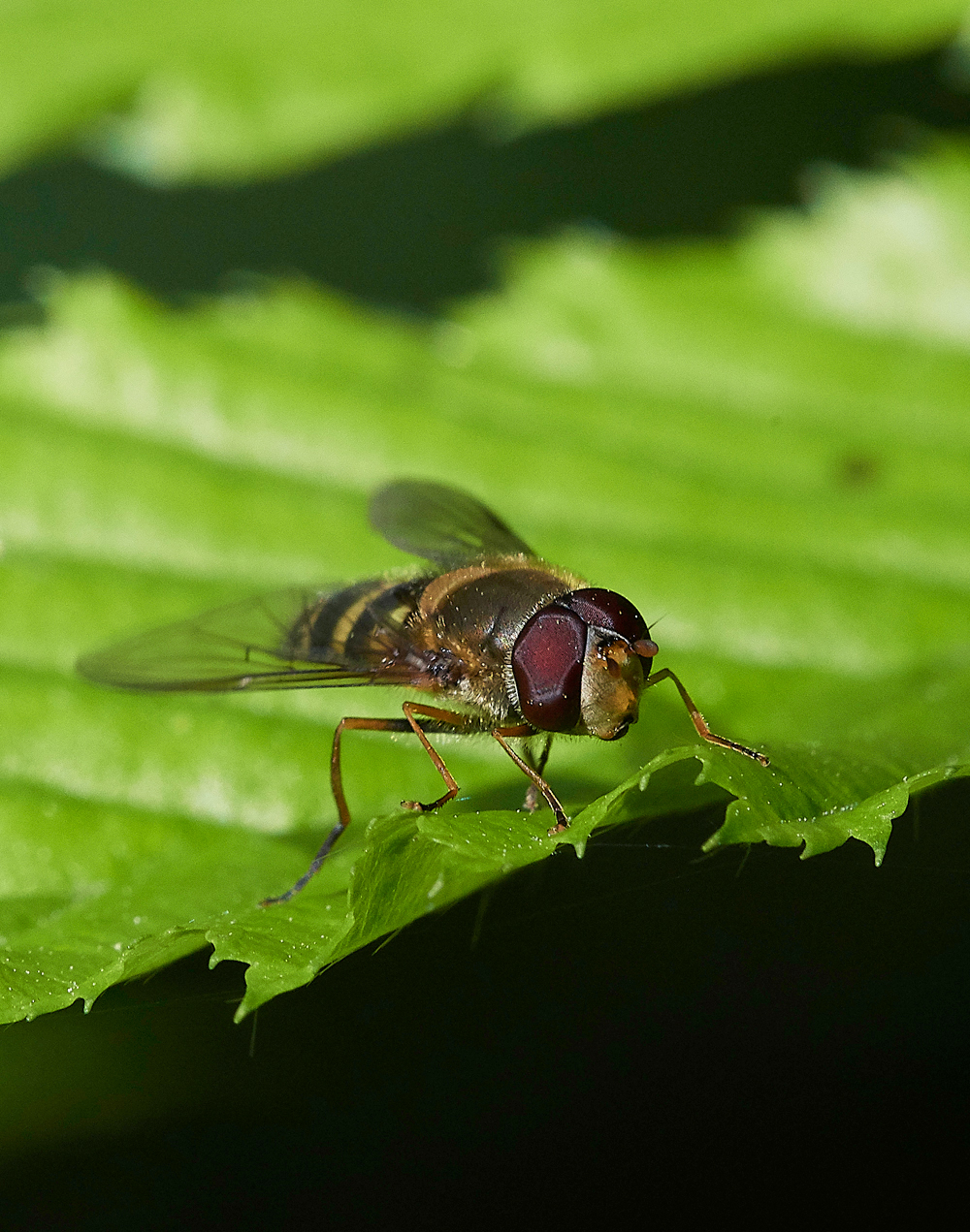 Hoverfly050518-1