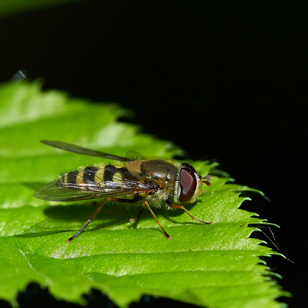 Hoverfly050518-2