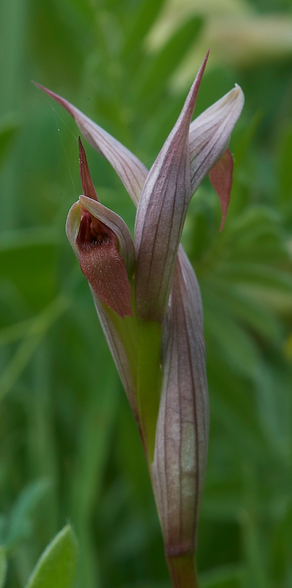 Serapiasparviflora0418-1