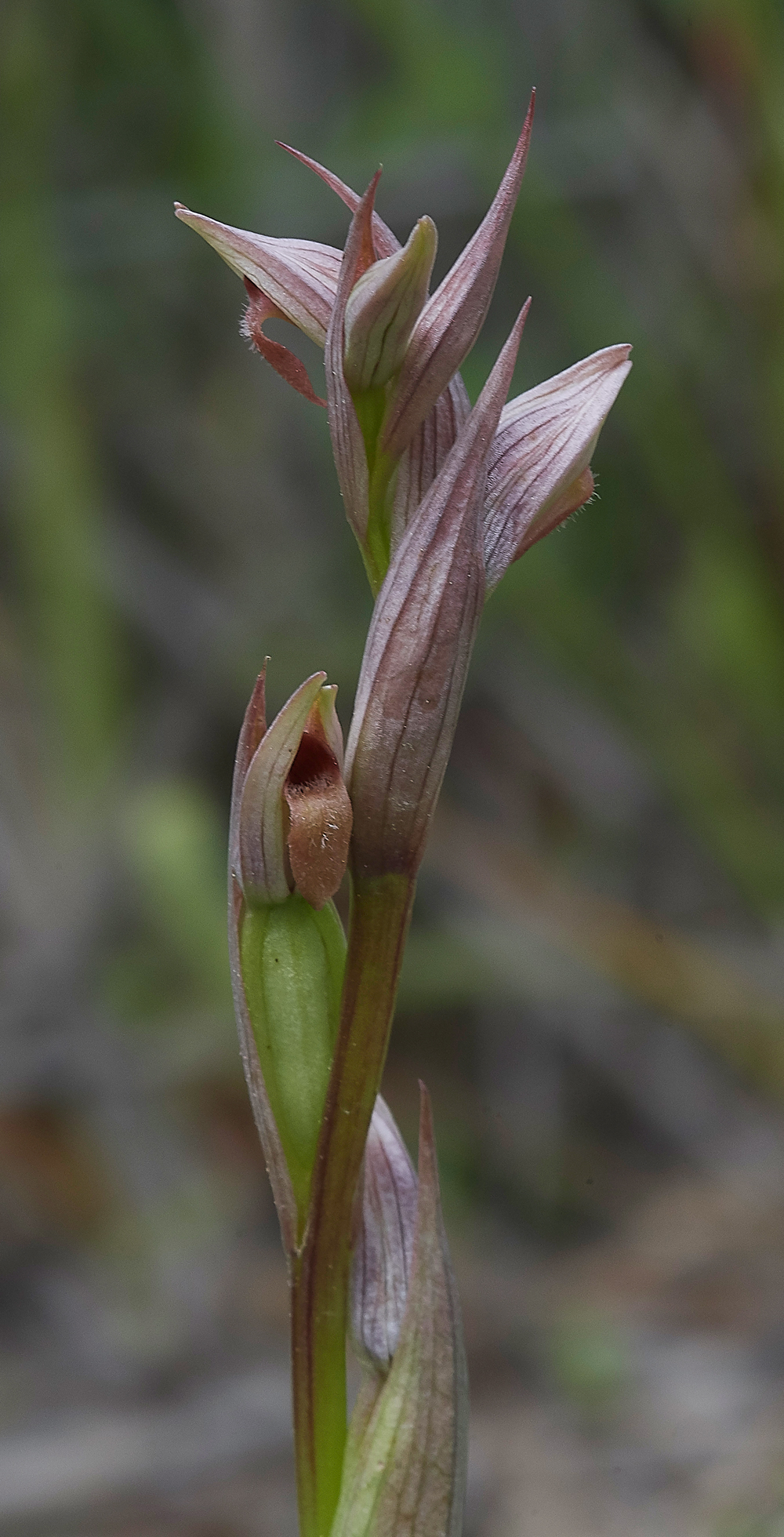 Serapiasparviflora0418-4