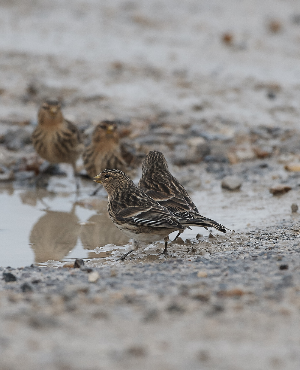 ThornhamTwite141218-3