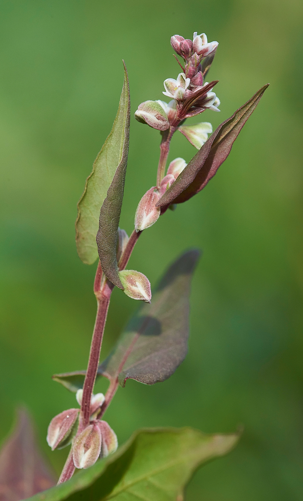 WivetonBlackBindweed071018-1