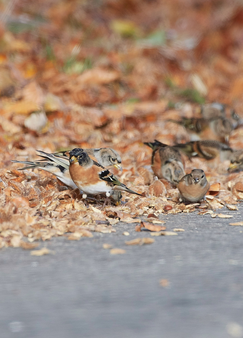 WivetonBrambling071018-12