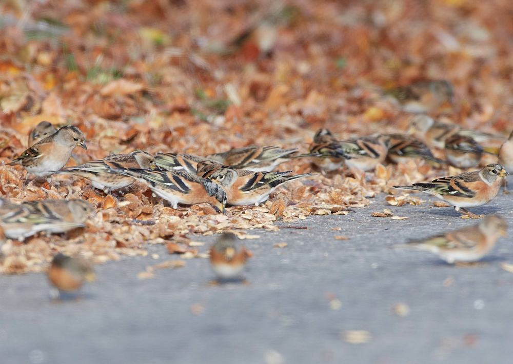 WivetonBrambling071018-13