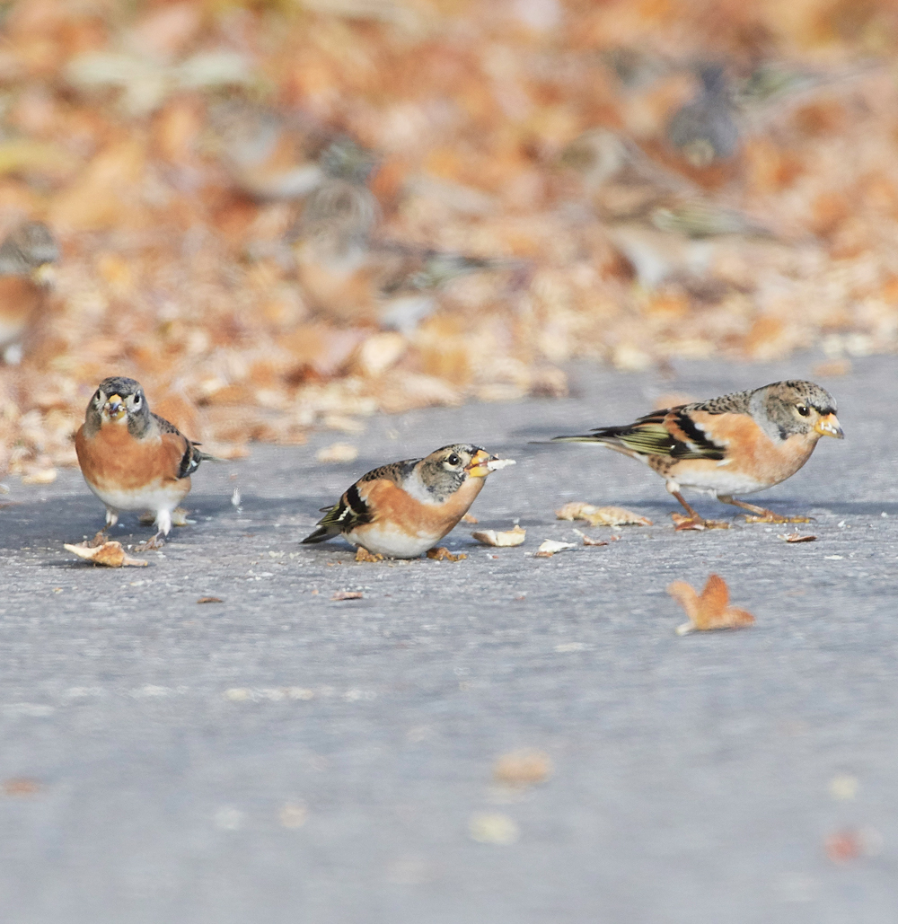 WivetonBrambling071018-14