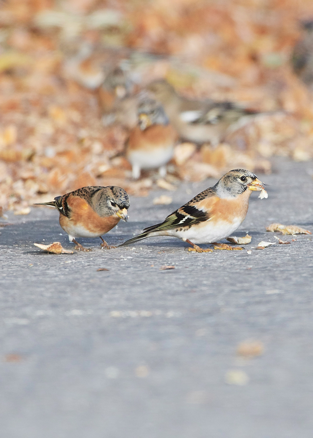 WivetonBrambling071018-15