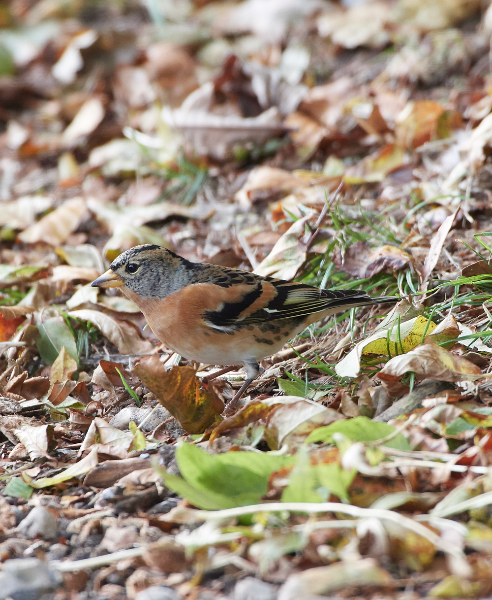 WivetonBrambling071018-5