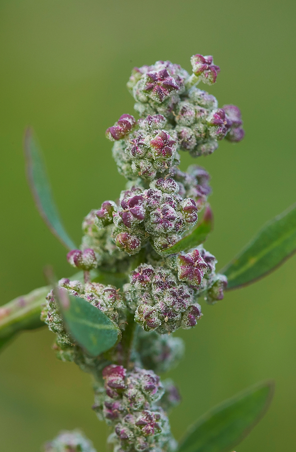 WivetonGoosefoot071018-1